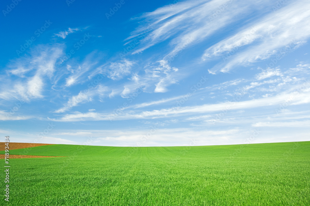 Green wheat field and blue sky with cirrus Green wheat field and blue sky with cirrus