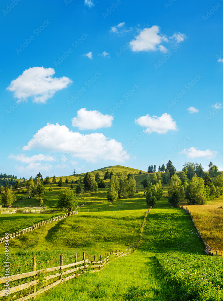 Rural landscape in summer Rural landscape in summer