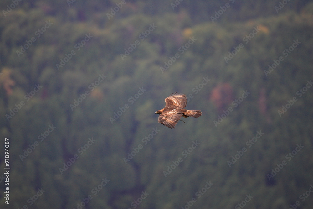 Fototapeta premium Golden eagle (Aquila chrysaetos) flying In Japan 