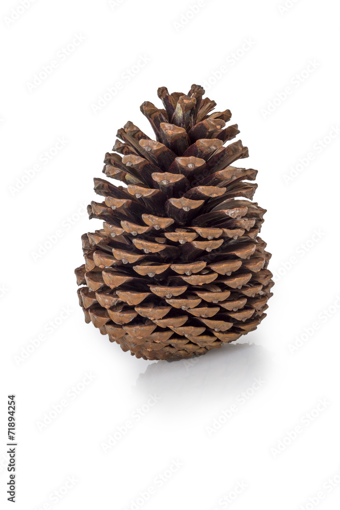 fir cone on white fir cone on white
