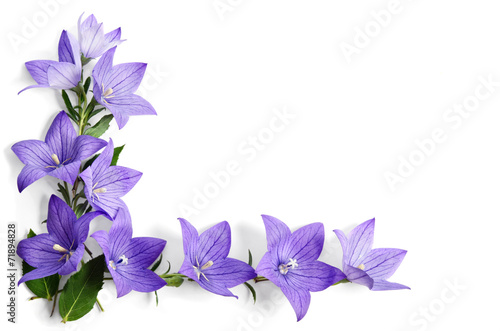 Fototapeta Naklejka Na Ścianę i Meble -  Photo corner made of Bellflowers isolated on white background