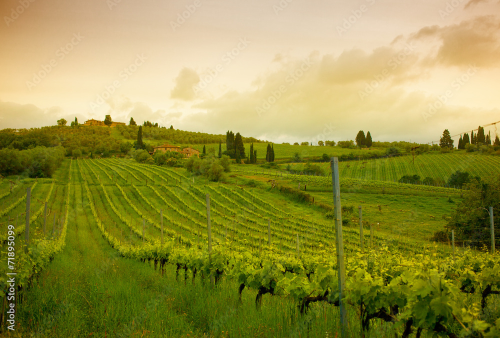 Sunrise over vineyards, Tuscany, Italy