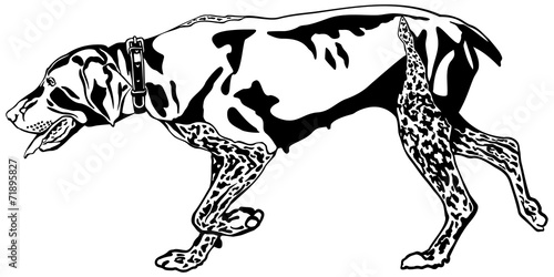 German Shorthaired Pointer hunting dog