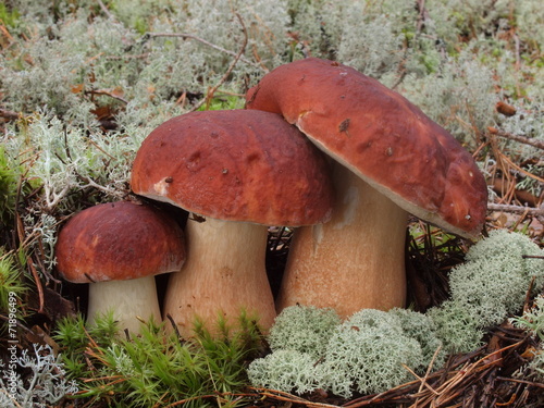 Kiefernsteinpilz, Boletus pinicola