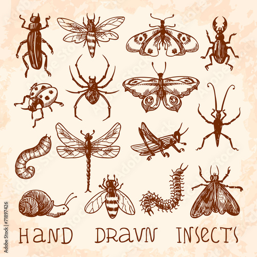 Insects sketch set © Macrovector