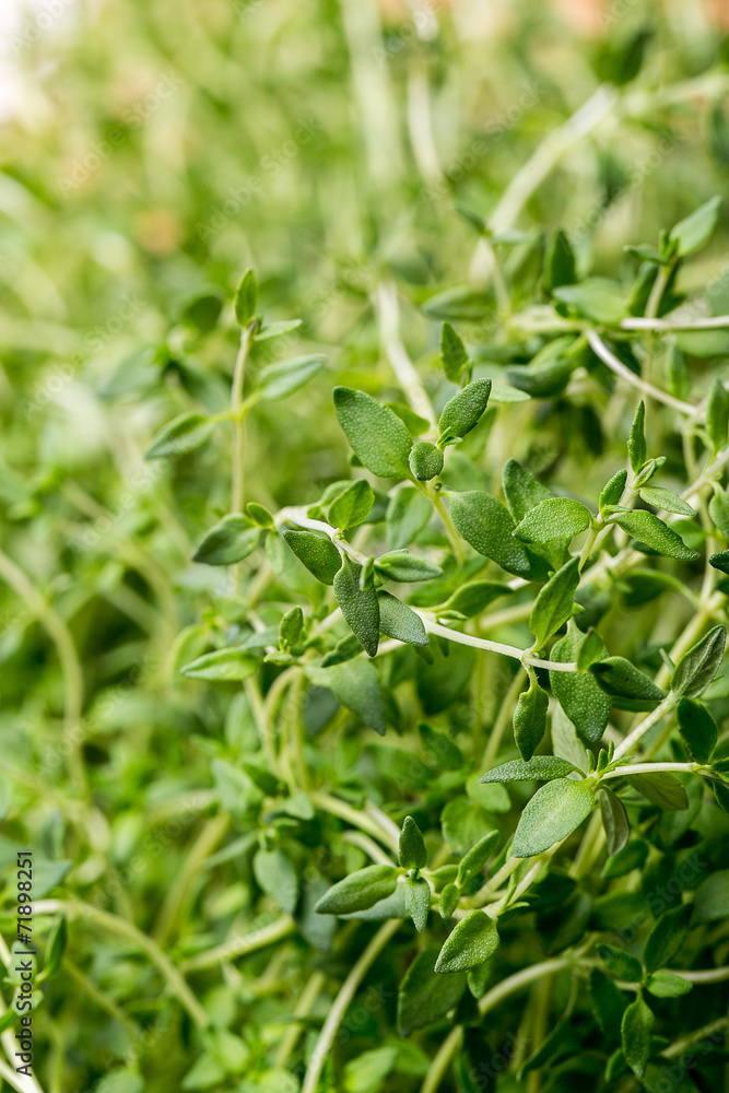 Thyme , Selective focus Thyme , Selective focus