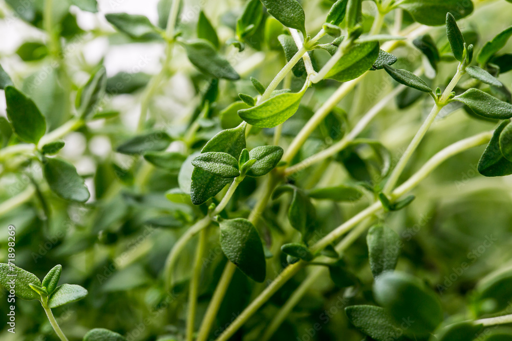 Thyme , Selective focus Thyme , Selective focus