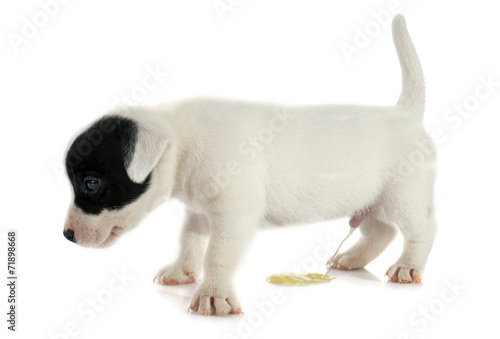 Fotografi puppy jack russel terrier