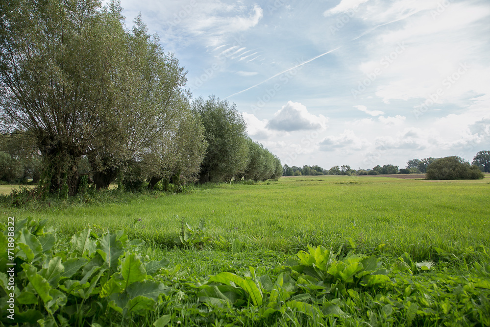 rural landscape. field and grass. Spring landsacape rural landscape. field and grass. Spring landsacape