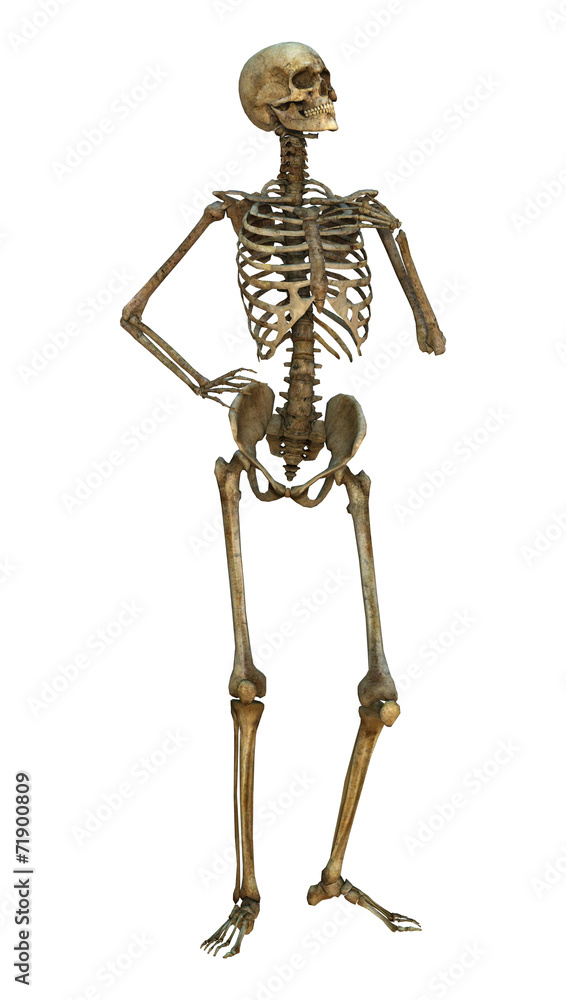 Human Skeleton Human Skeleton