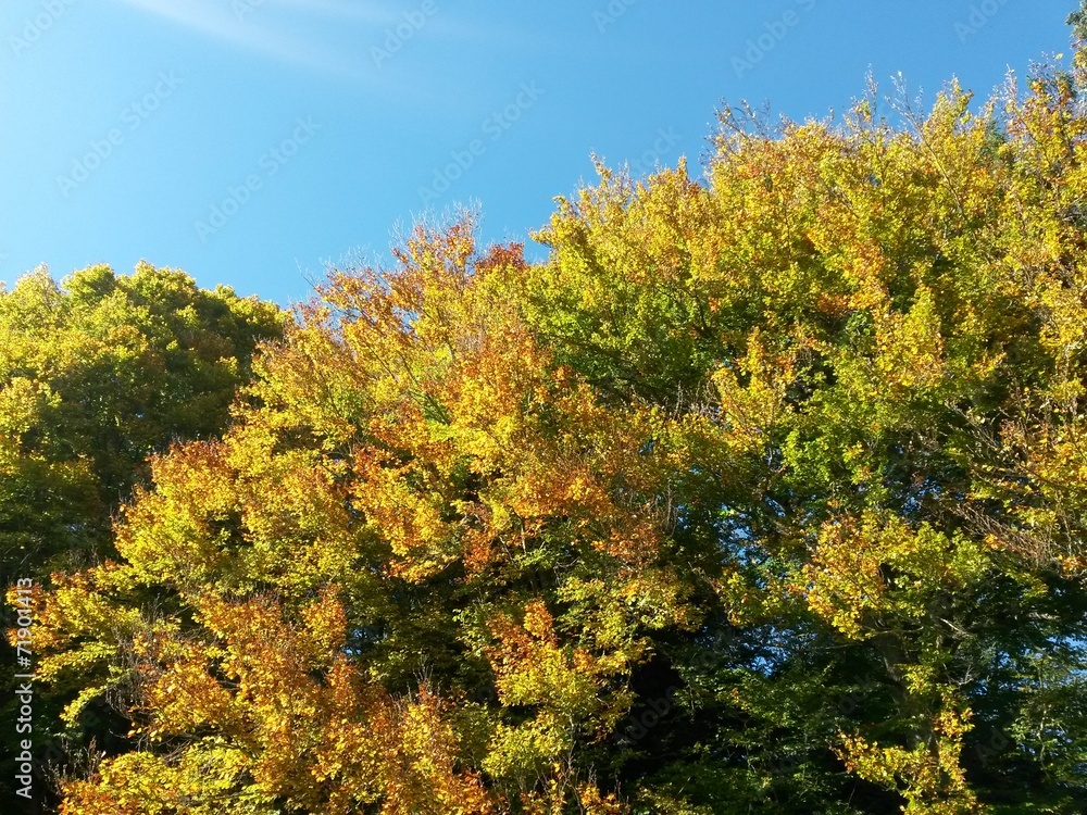 herbstwald