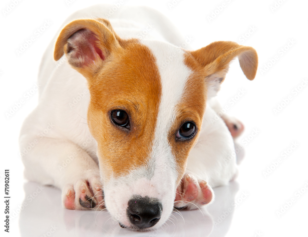 Jack russell terrier Jack russell terrier
