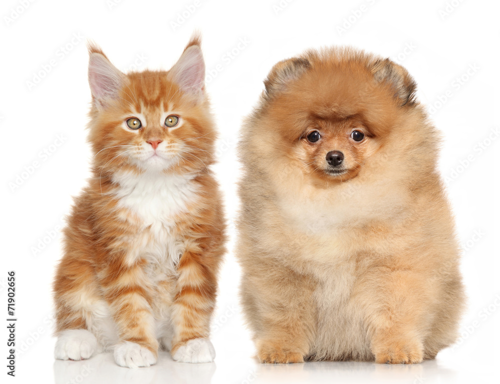 Puppy and kitten on white background