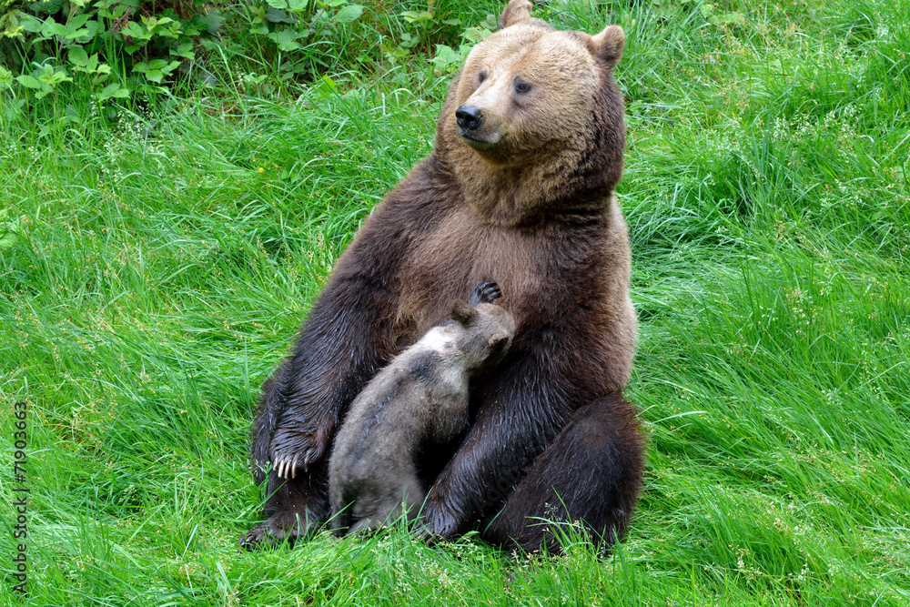 Fototapeta premium Braunbärweibchen (ursus arctos) säugt ihr Junges
