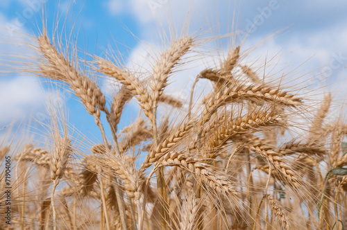 Ripe grain ears on blue sky