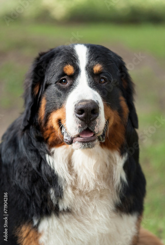 Bernese mountain dog.