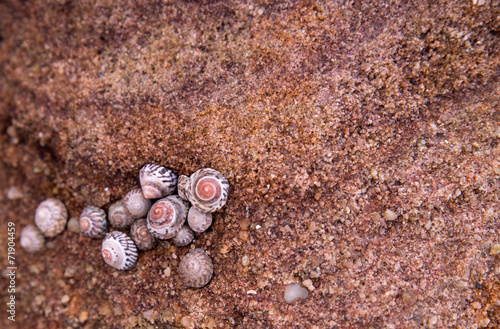 Close-up of Trochus sea snails on rocks