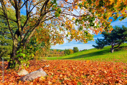 Autumn  fall landscape. Tree with colorful leaves. Panorama