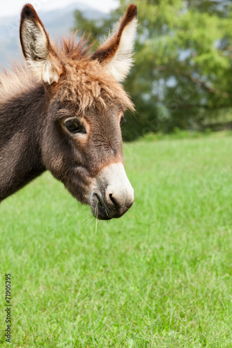 Small donkey © alexandre zveiger