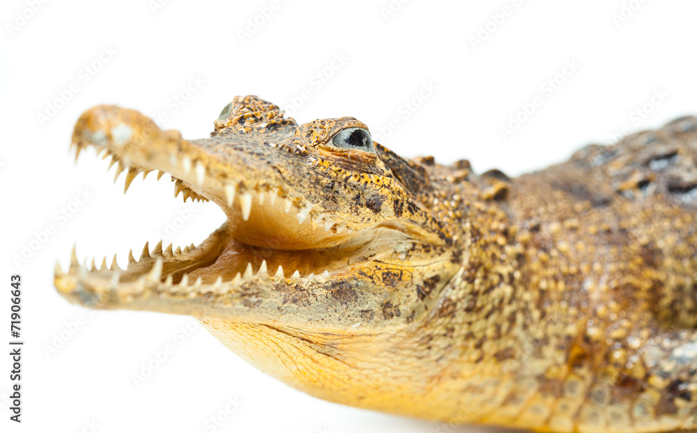 Naklejka premium Crocodile with sharp teeth isolated on white background