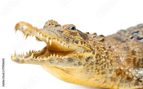 Crocodile with sharp teeth isolated on white background