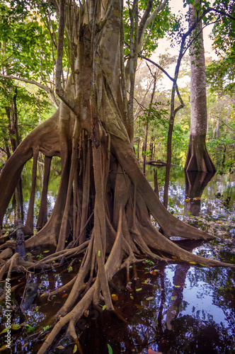 Tree trunk in the Amazon Rain forest, Peru, South America
