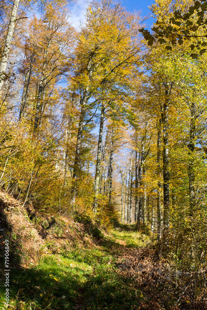 Fototapeta premium Forêt en automne et chemin