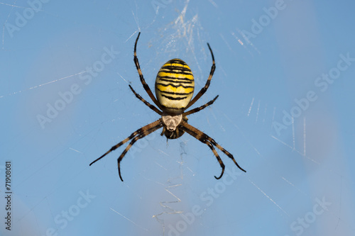 Wespenspinne, Argiope bruennichi, Wasp spider