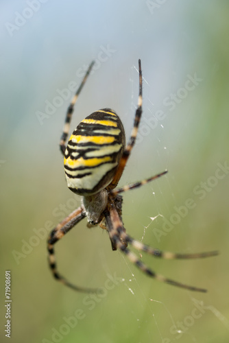 Wespenspinne, Wasp spider, Argiope bruennichi