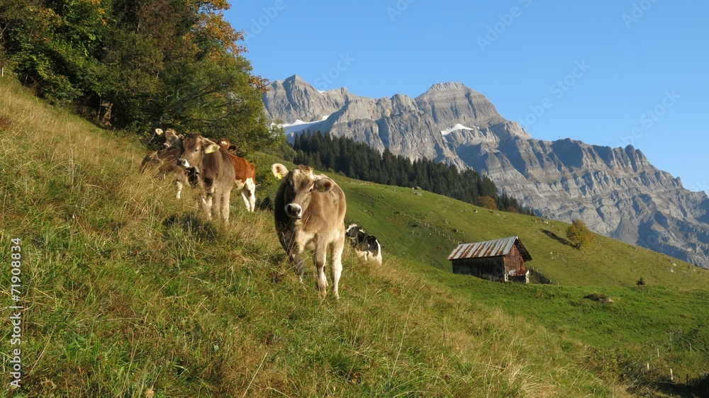 Grazing calves in Glarus