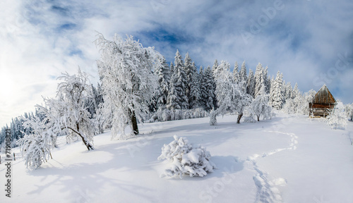trees in winter © standret
