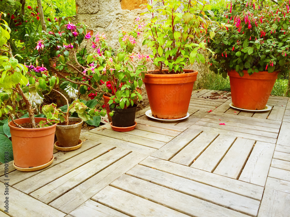 Variety of flowers and plants in summer garden Variety of flowers and plants in summer garden