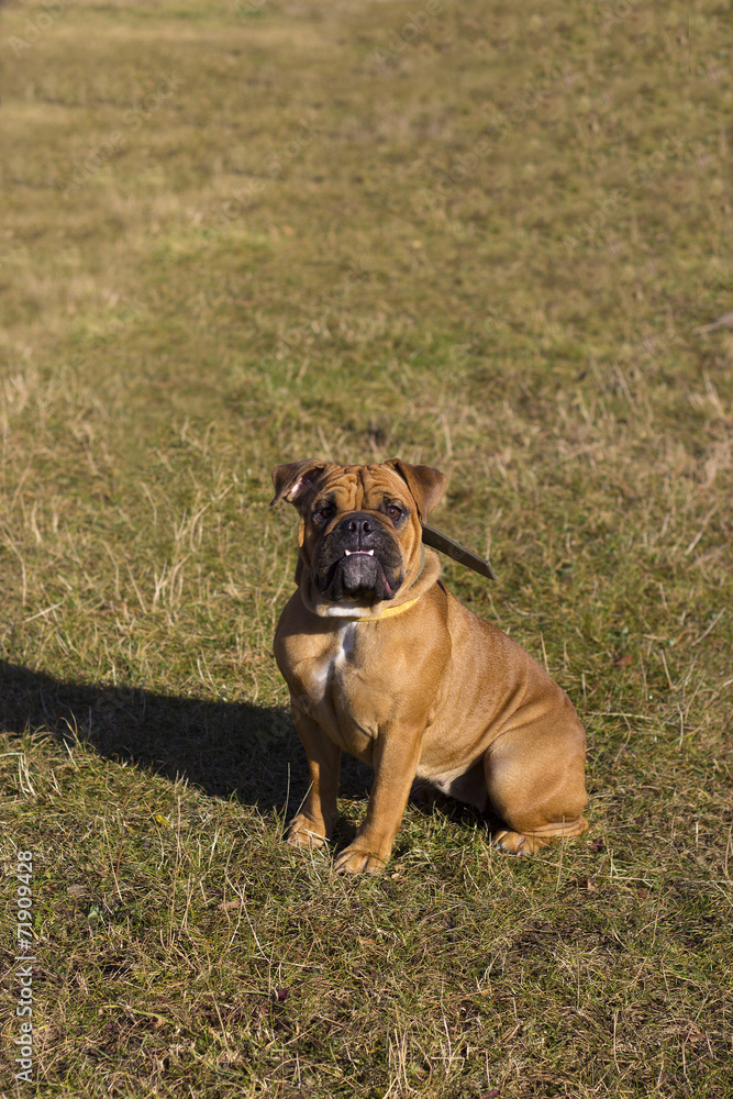 American bulldog outdoors