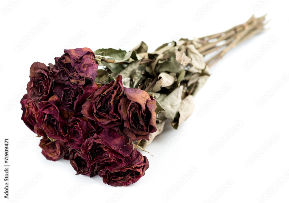 Obraz premium Faded dead rose bouquet isolated against a white background