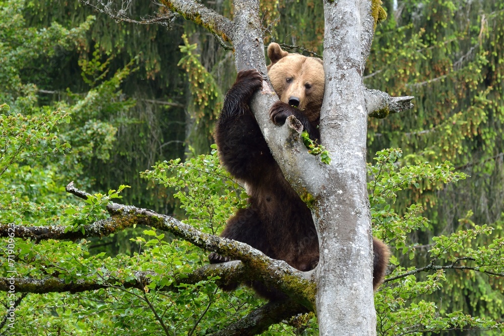 Obraz premium Braunbär (ursus arctos) klettert auf einen Baum.