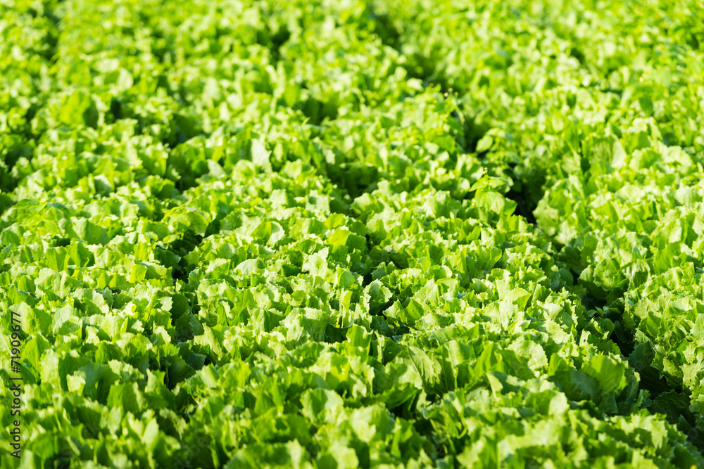 Endive plants in the field from close Endive plants in the field from close