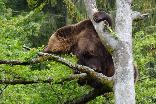 Braunbär (ursus arctos) klettert auf einen Baum.