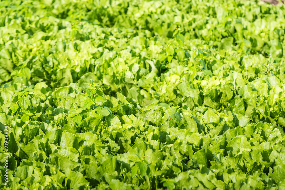 Endive plants in the field from close Endive plants in the field from close