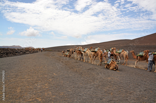 pastores y camellos photo