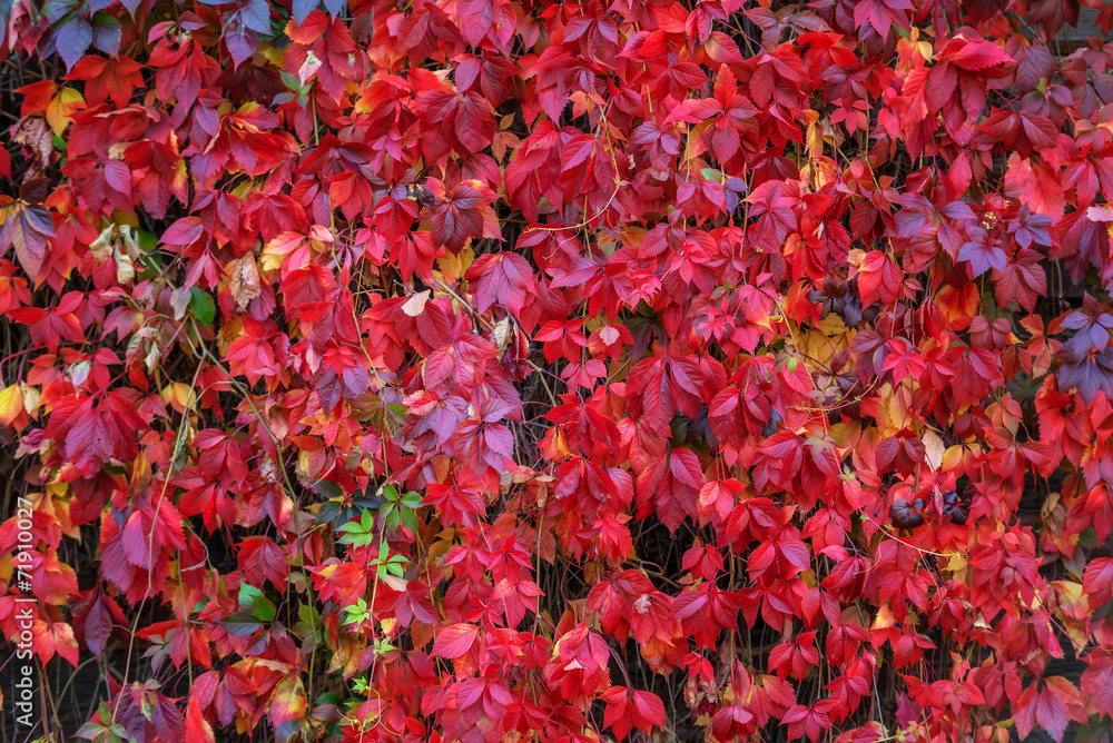 leaves leaves
