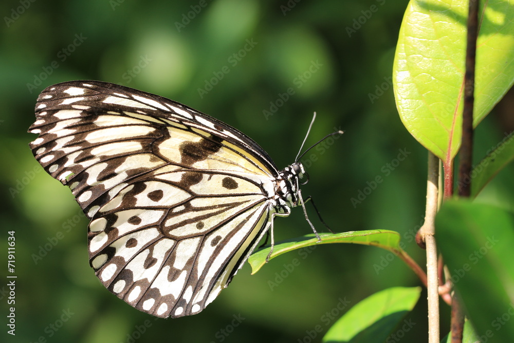 Large Tree Nymphs butterfly and green leaf Large Tree Nymphs butterfly and green leaf