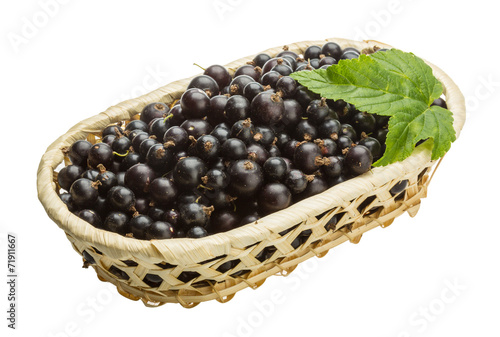 Black currant