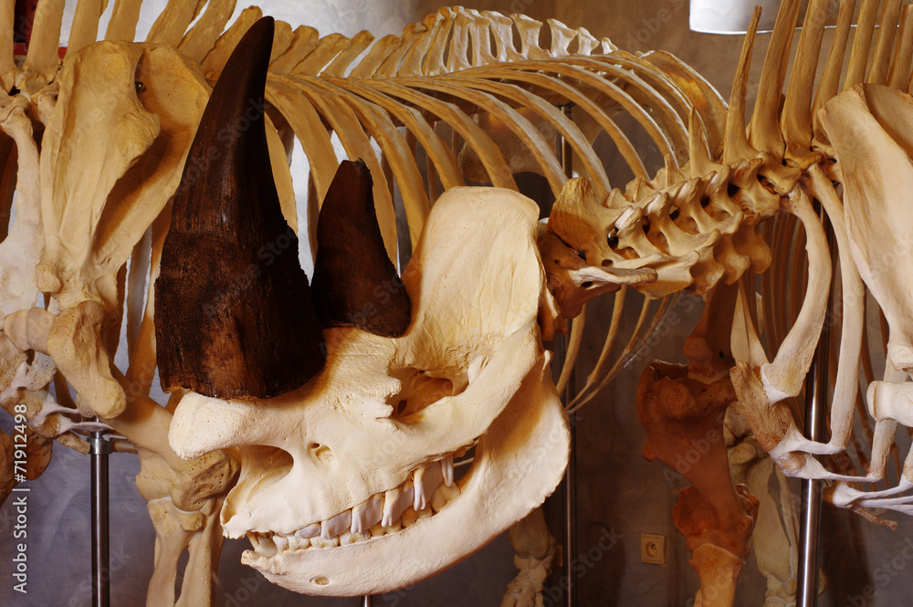 Black Rhino Skeleton