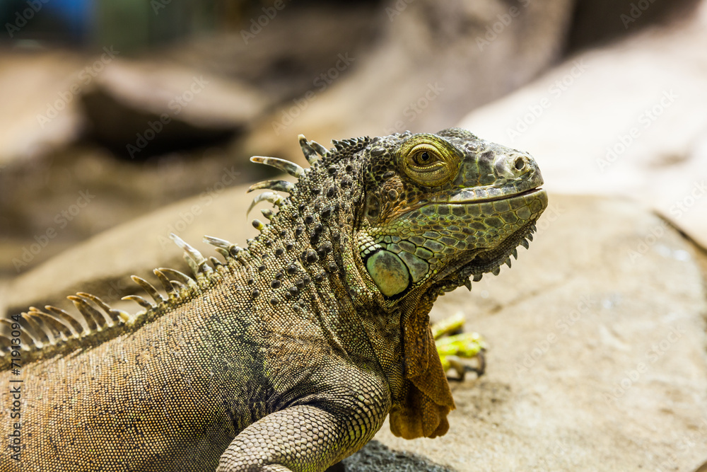Green Iguana