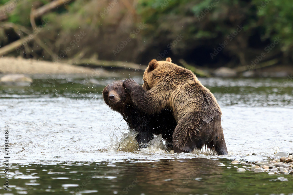 Obraz premium Grizzlys