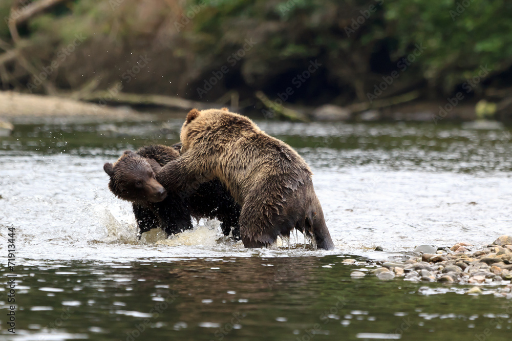 Grizzly bear Grizzly bear