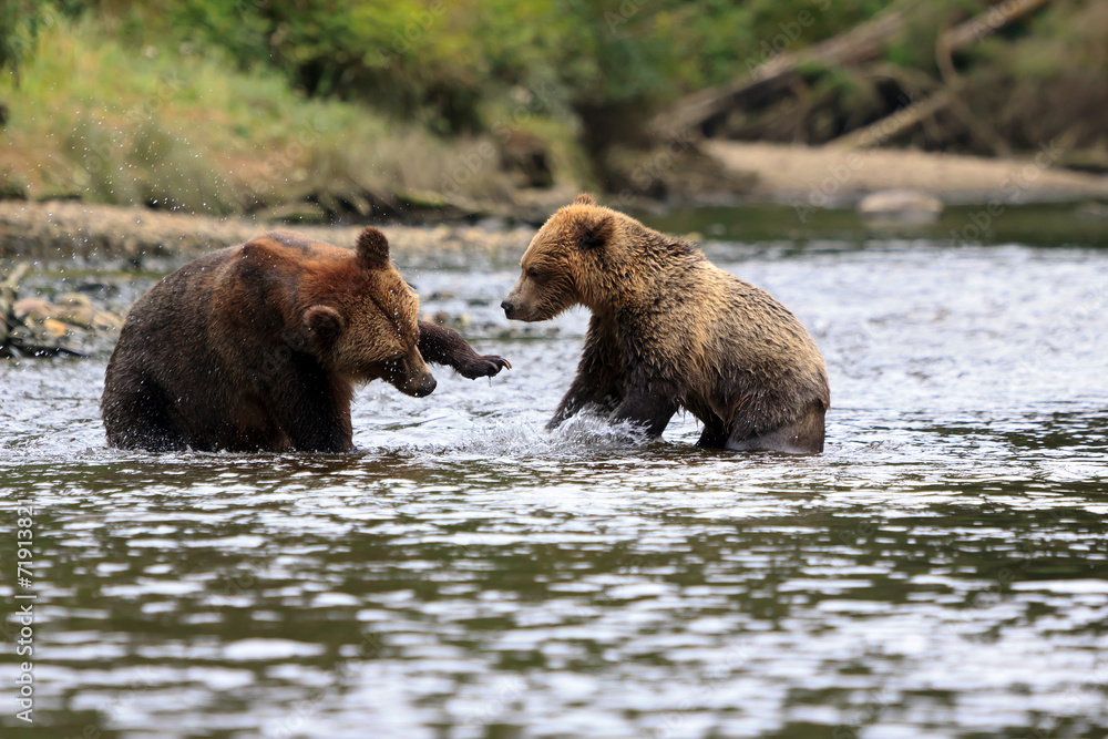 Obraz premium Grizzlys