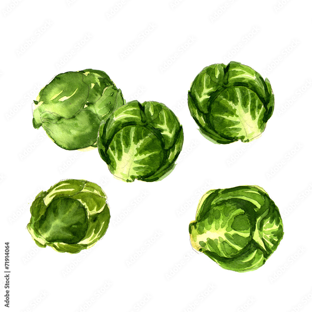 green brussels sprouts cabbage isolated green brussels sprouts cabbage isolated