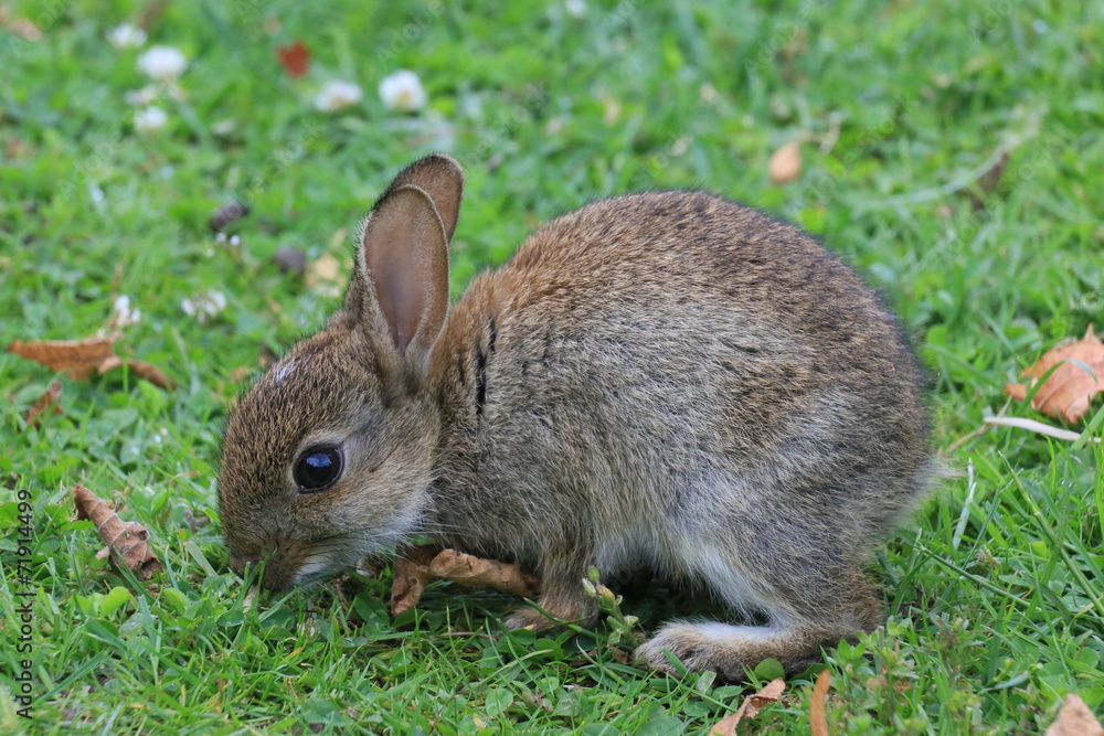 Fototapeta premium Kaninchen