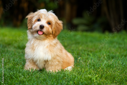 Happy little orange havanese puppy dog is sitting in the grass photo